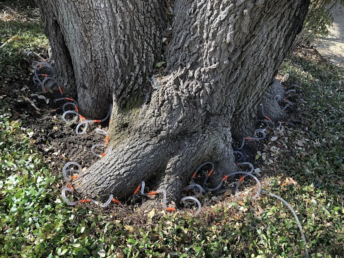 Detailed Tree Cabling and Bracing job site in Cape Vincent