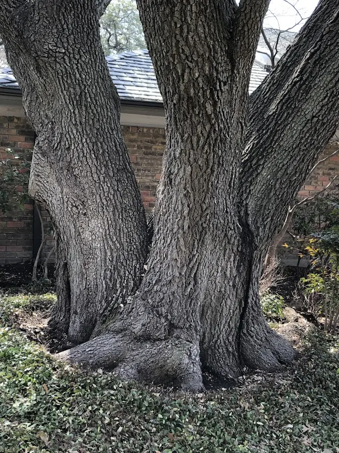 Mature heritage tree close to a Cape Vincent property cared for by certified arborists